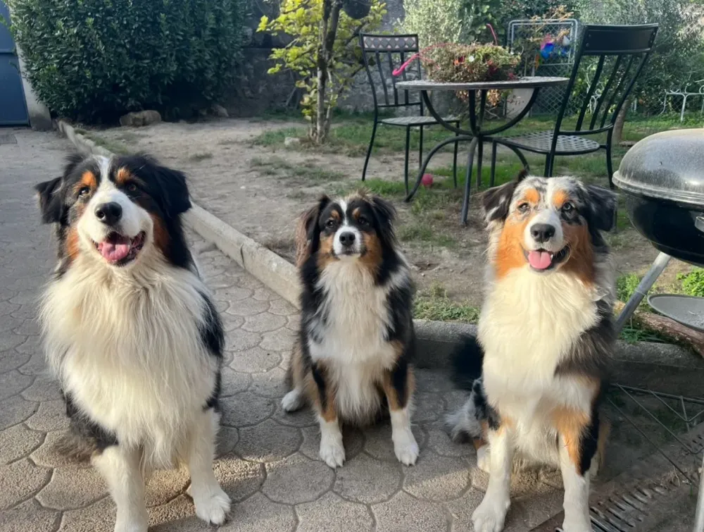 Éducateur canin à Plateau-des-Petites-Roches (19webp