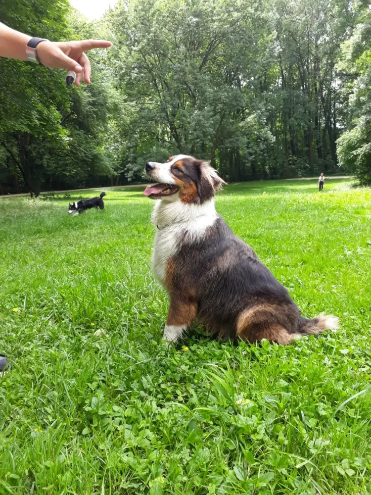 Éducateur canin à Plateau-des-Petites-Roches (25webp