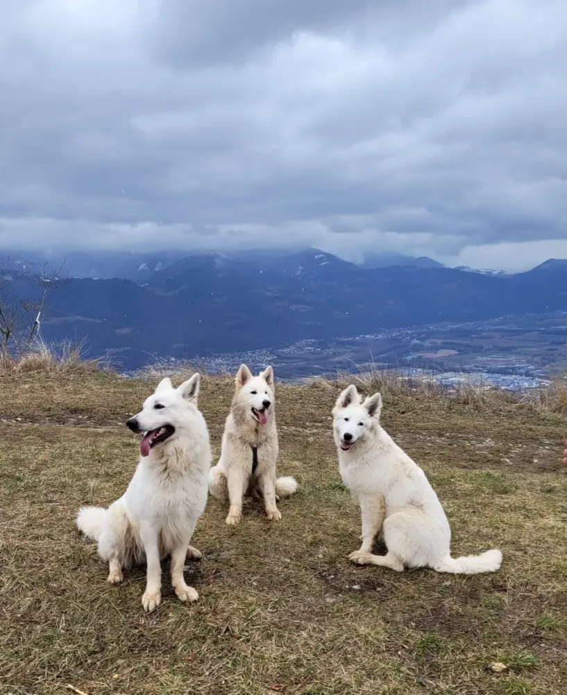 Éducateur canin à Plateau-des-Petites-Roches (34webp
