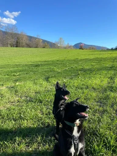 Éducateur canin à Plateau-des-Petites-Roches (3webp