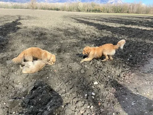 Éducateur canin à Plateau-des-Petites-Roches (6webp