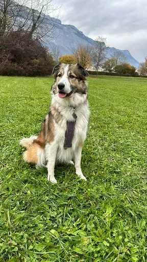 Éducateur canin à Plateau-des-Petites-Roches (9webp