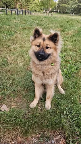 Éducateur canin à Plateau-des-Petites-Roches (13webp