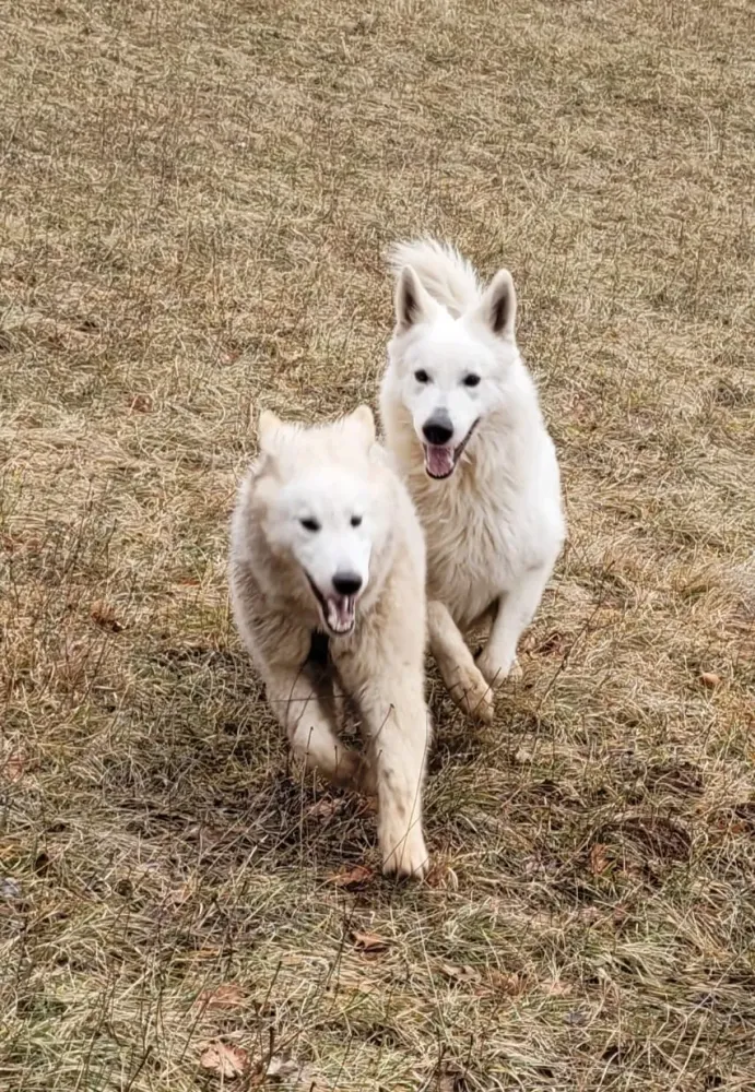 Éducateur canin à Plateau-des-Petites-Roches (15webp