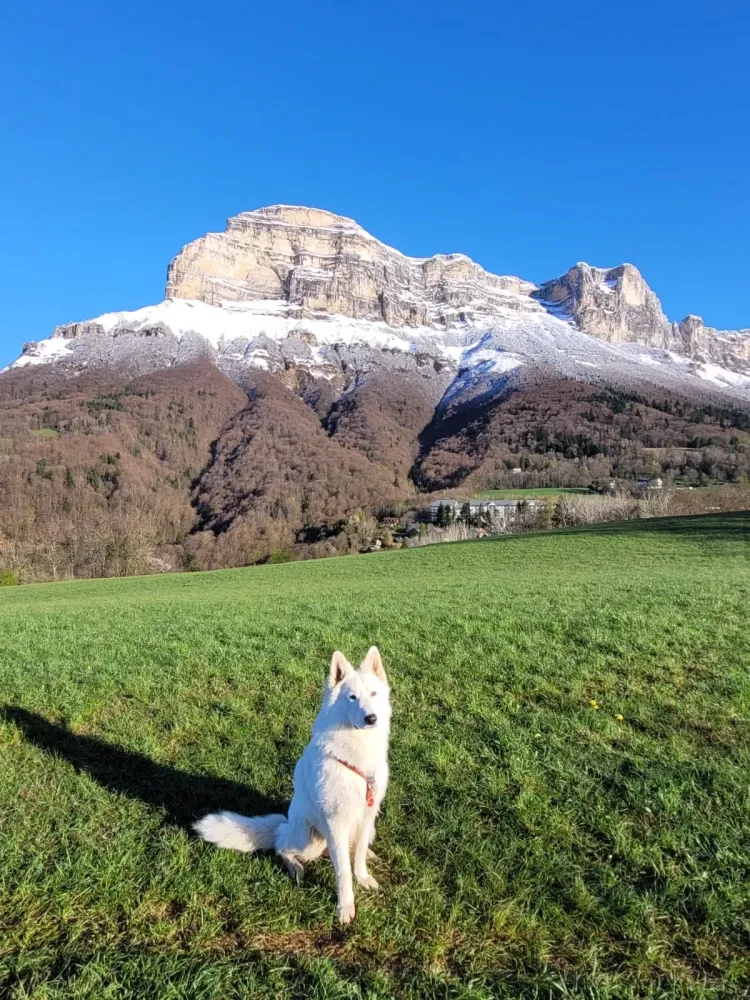 Éducateur canin à Plateau-des-Petites-Roches (18webp