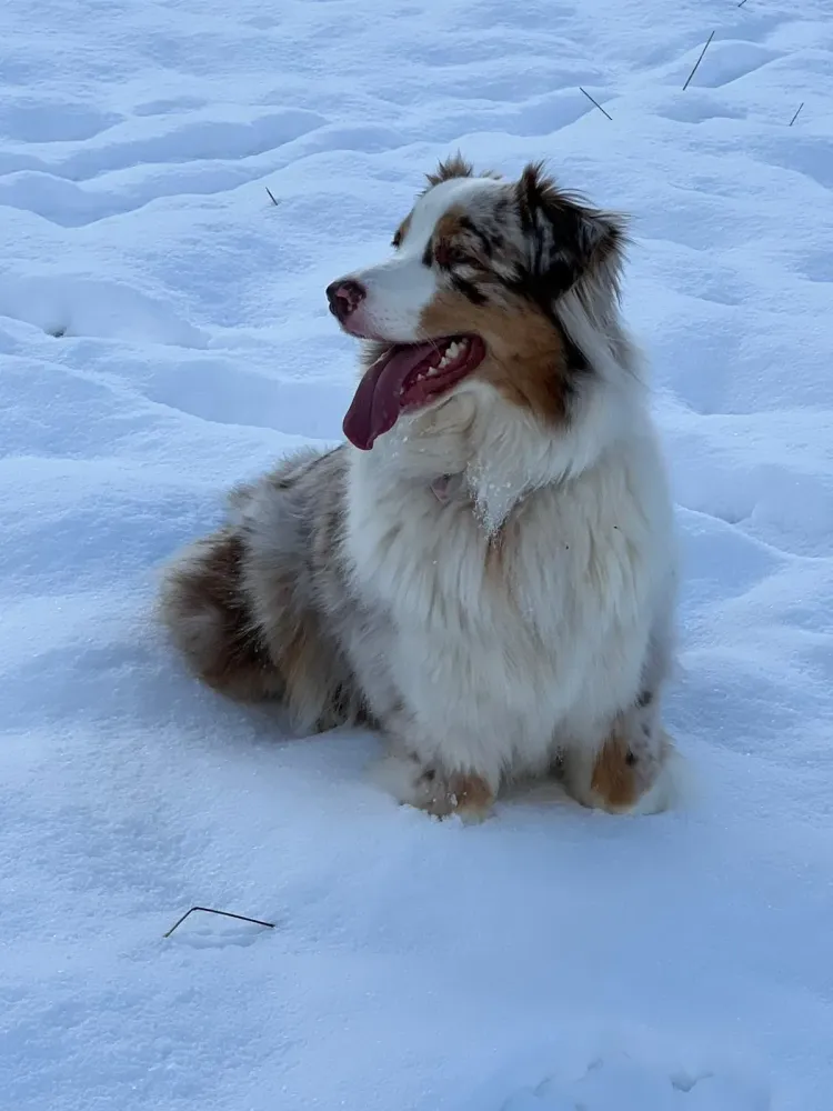 Éducateur canin à Plateau-des-Petites-Roches (20webp