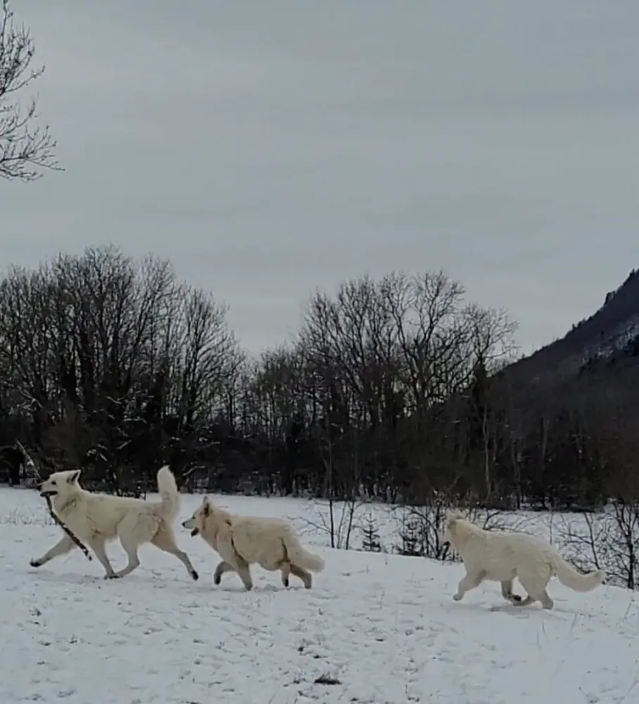Éducateur canin à Plateau-des-Petites-Roches (23webp